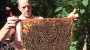 Urbane Bienen: Schwärmen für die Stadt | Wissen | Themen | BR.de